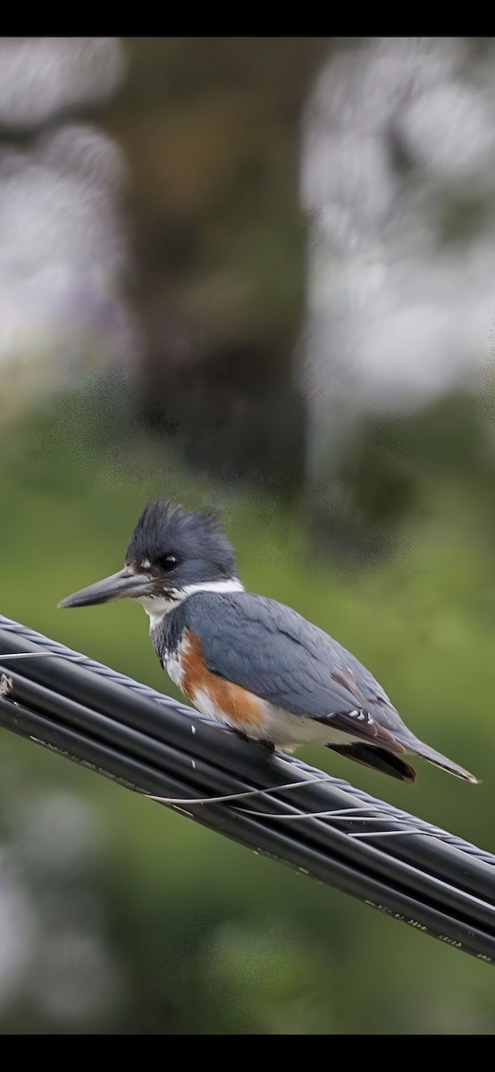 Belted Kingfisher - ML530159661