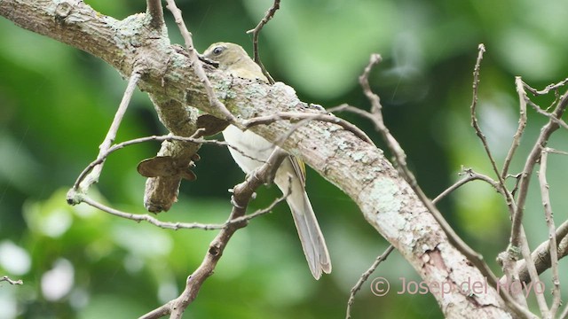 Çizgili Saltator - ML530161041