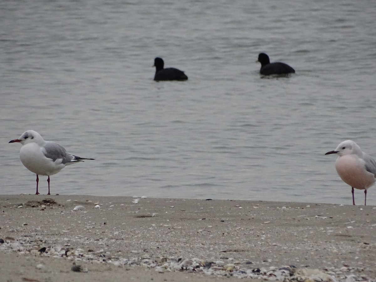 Slender-billed Gull - ML530161091