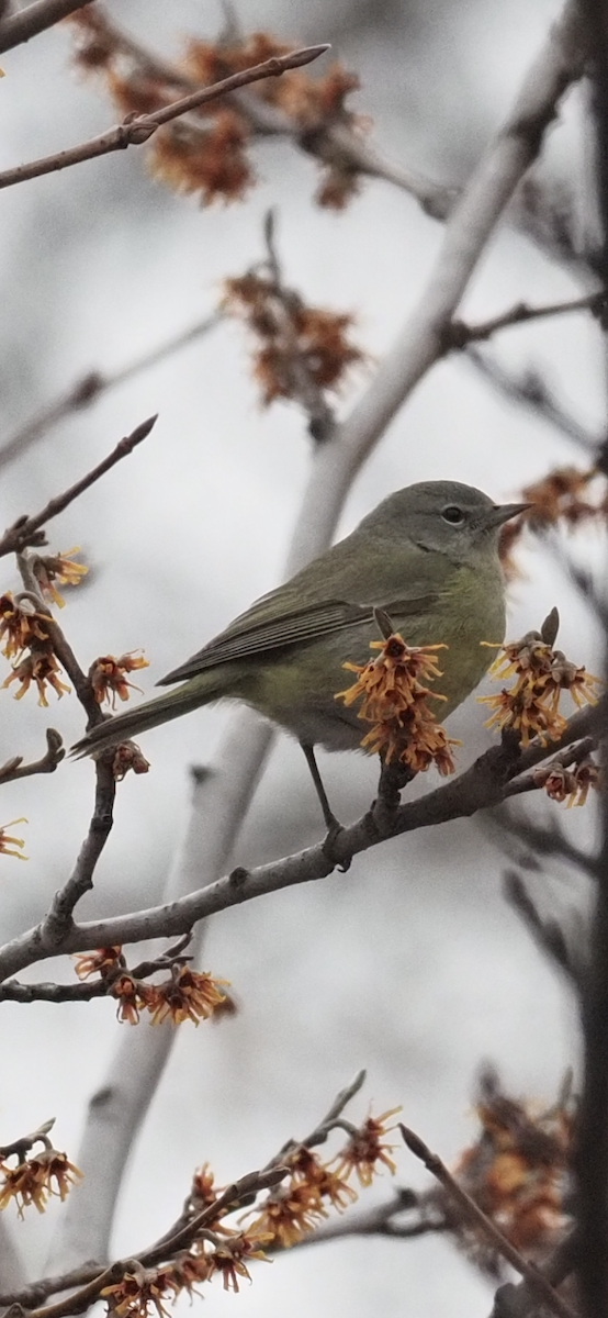 Orange-crowned Warbler - ML530161261
