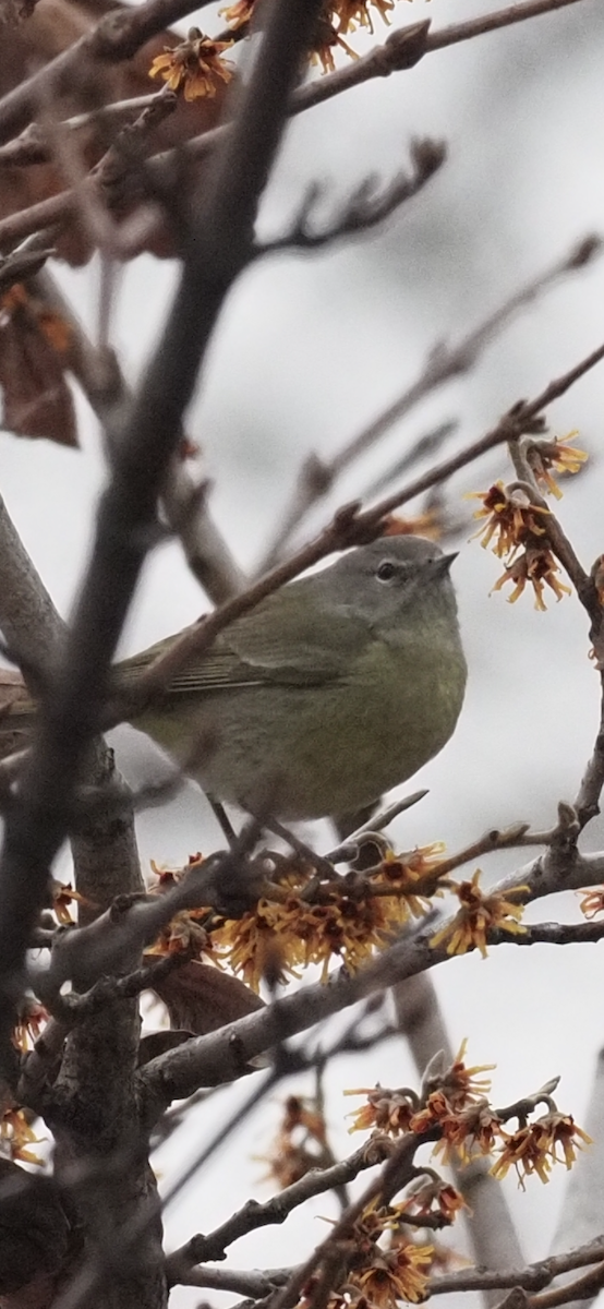 Orange-crowned Warbler - ML530161271
