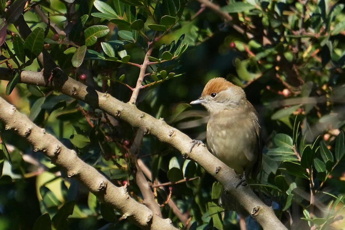 Eurasian Blackcap - ML530162521