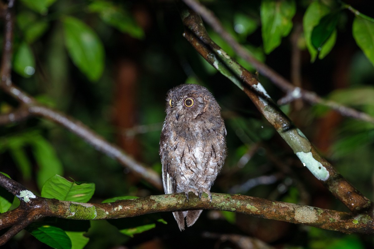 Madagascar Scops-Owl - ML530162651