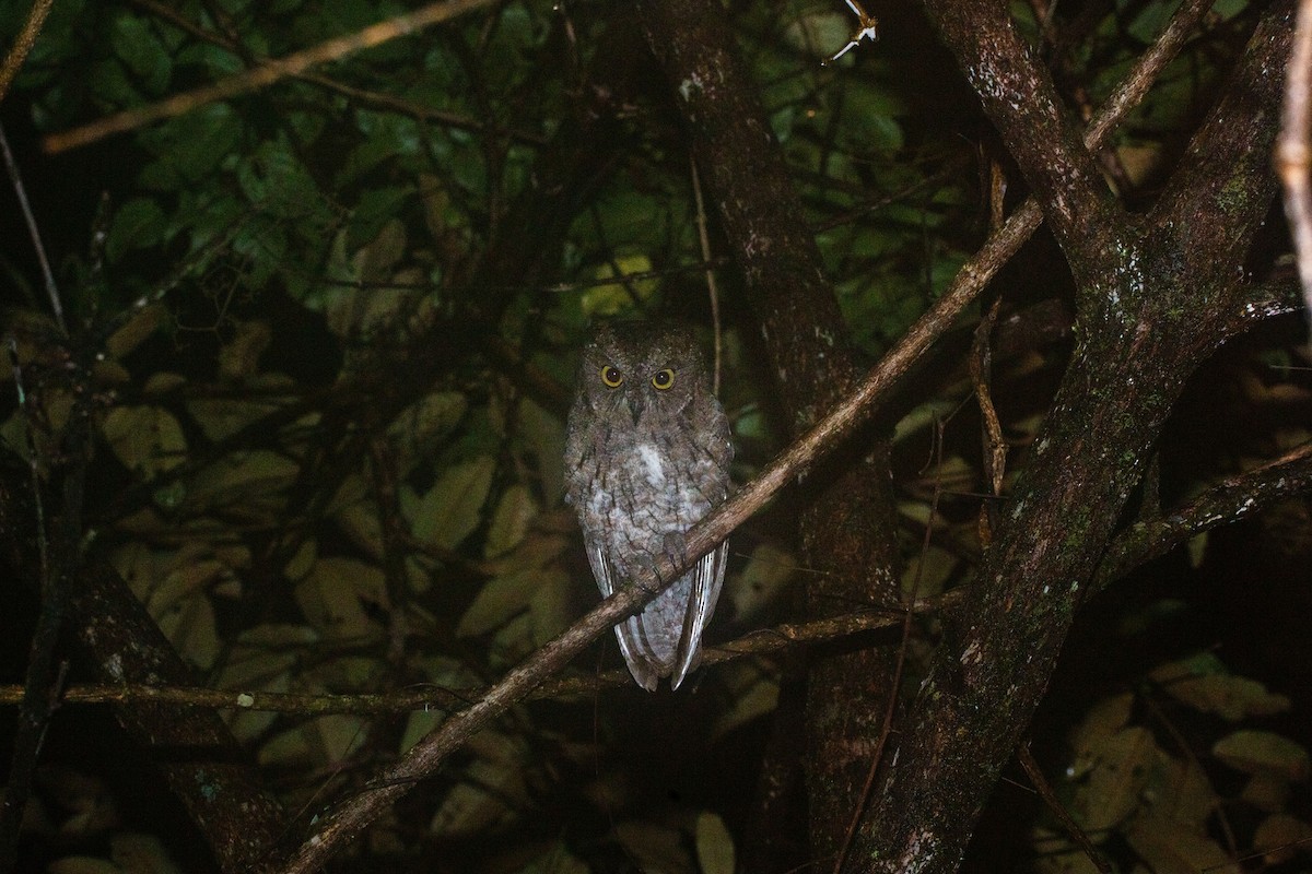 Madagascar Scops-Owl - ML530162661