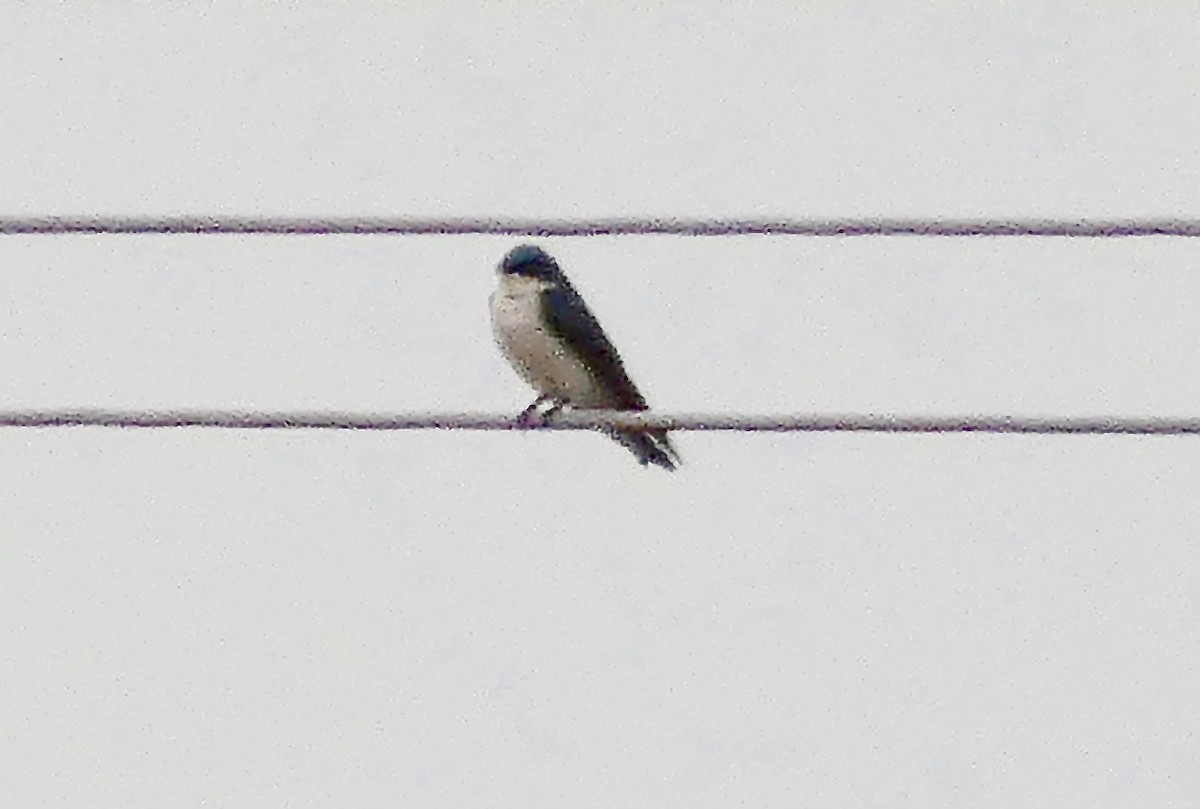 Golondrina Bicolor - ML530163101