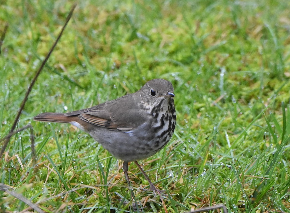 Hermit Thrush - ML530163191