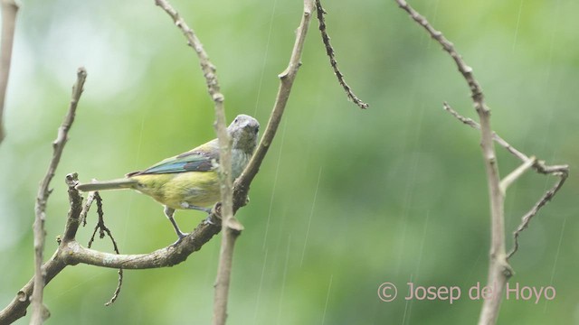 Black-headed Tanager - ML530165041