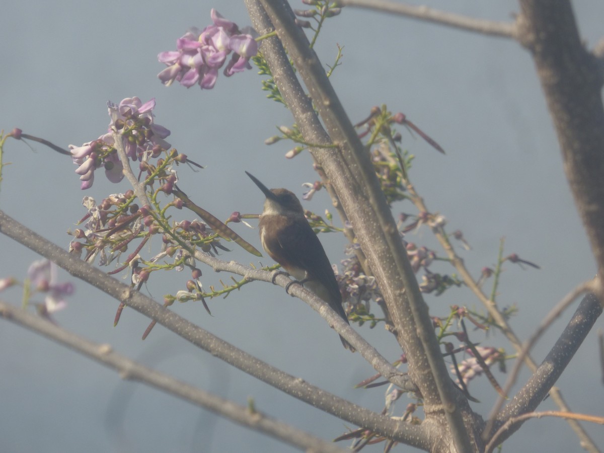 Pale-headed Jacamar - Luis Mieres Bastidas