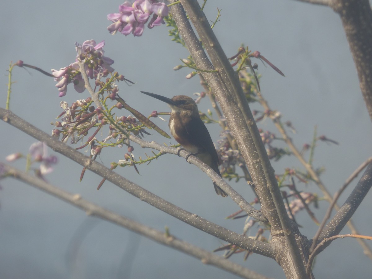 Pale-headed Jacamar - ML530165401