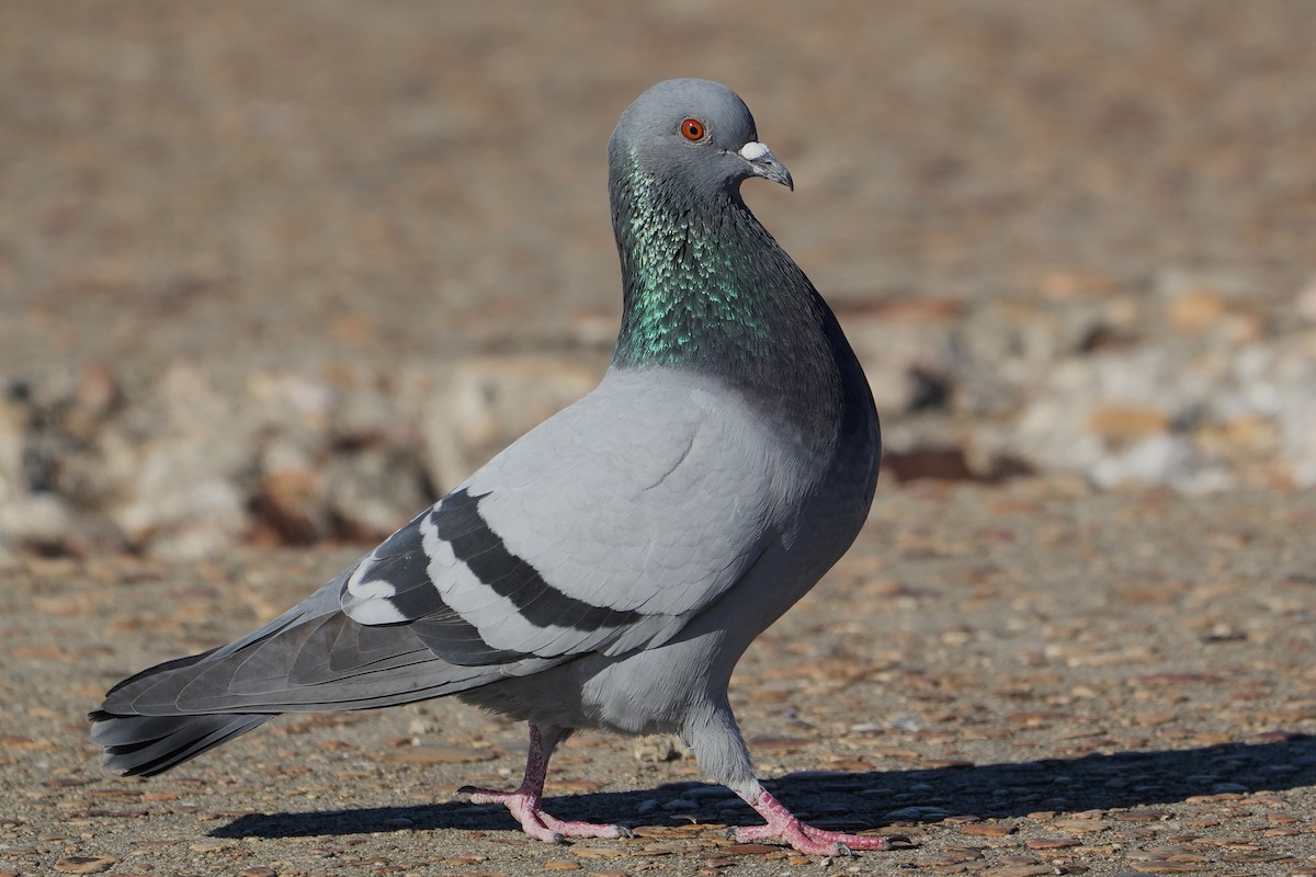 Rock Pigeon (Feral Pigeon) - ML530165501