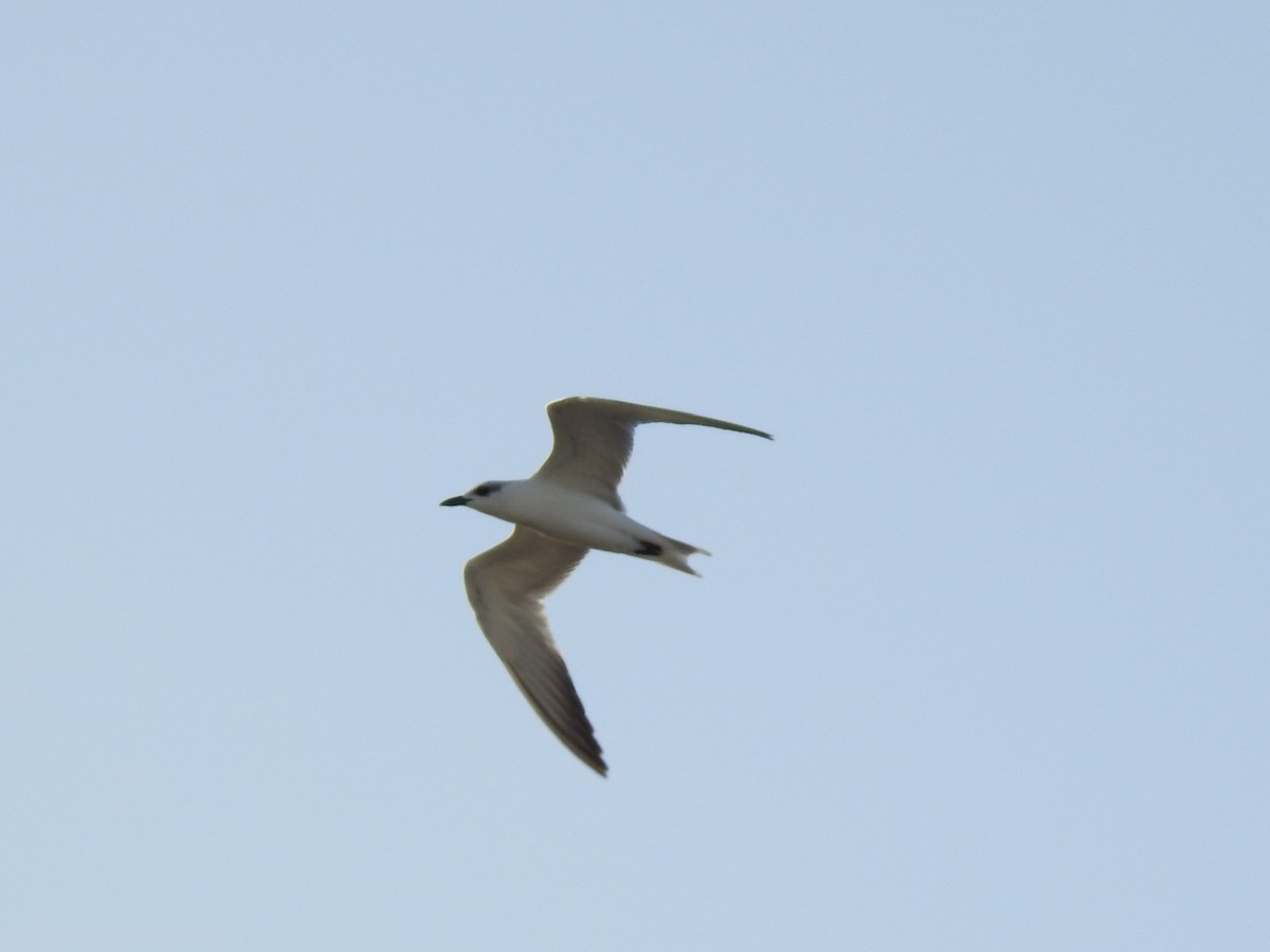 Gull-billed Tern - ML530166031