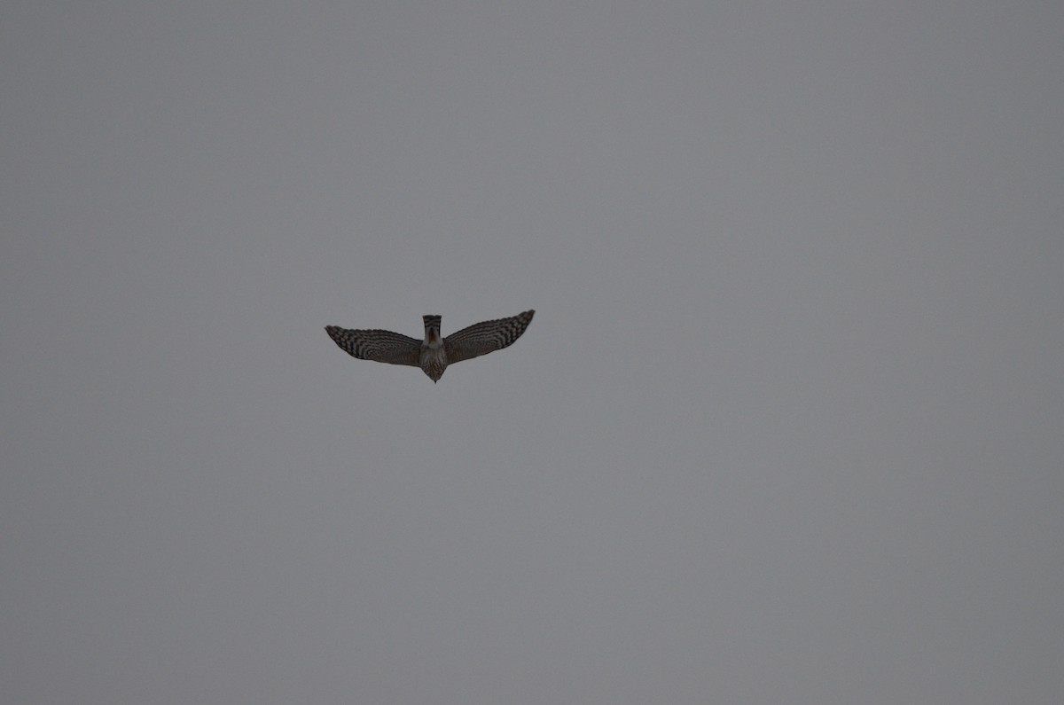 Sharp-shinned Hawk - ML530166381