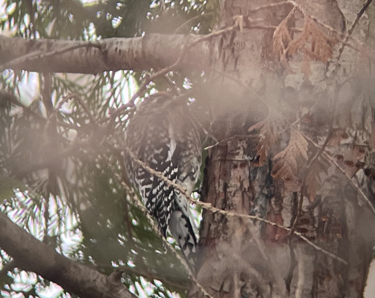 Yellow-bellied Sapsucker - ML530166771