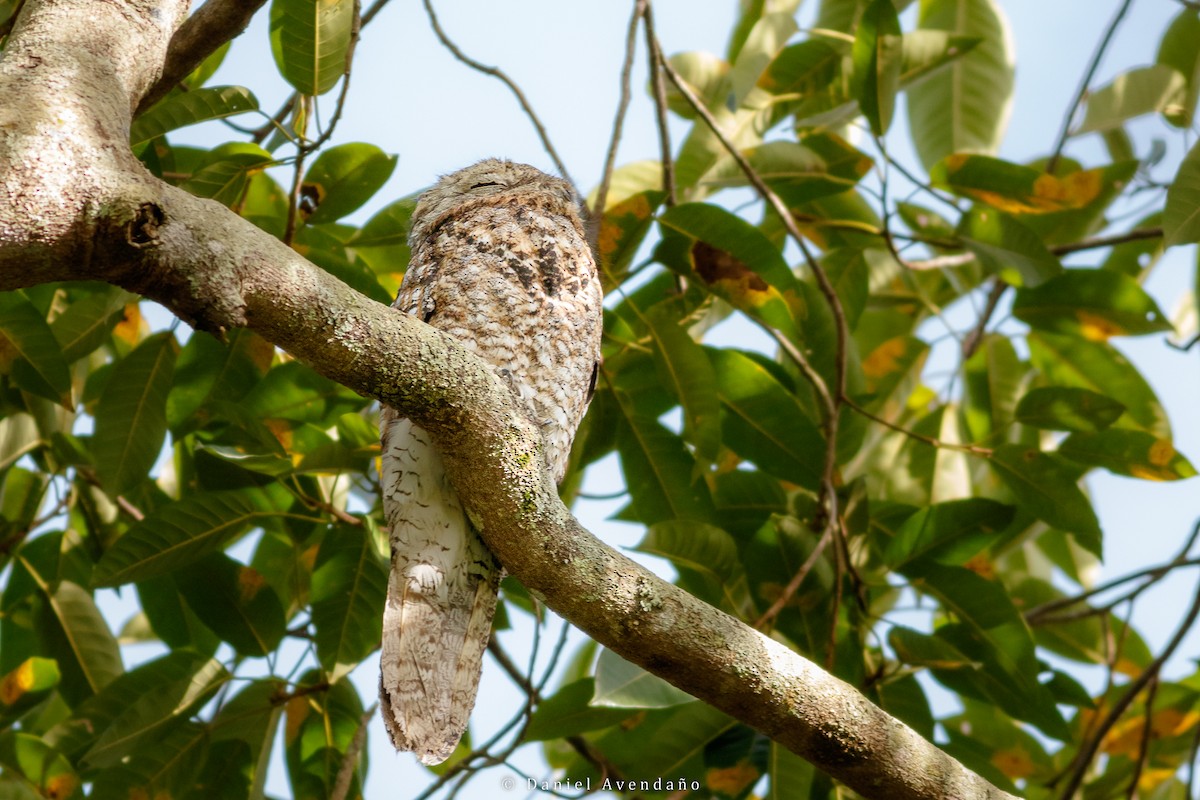 Great Potoo - ML530166781