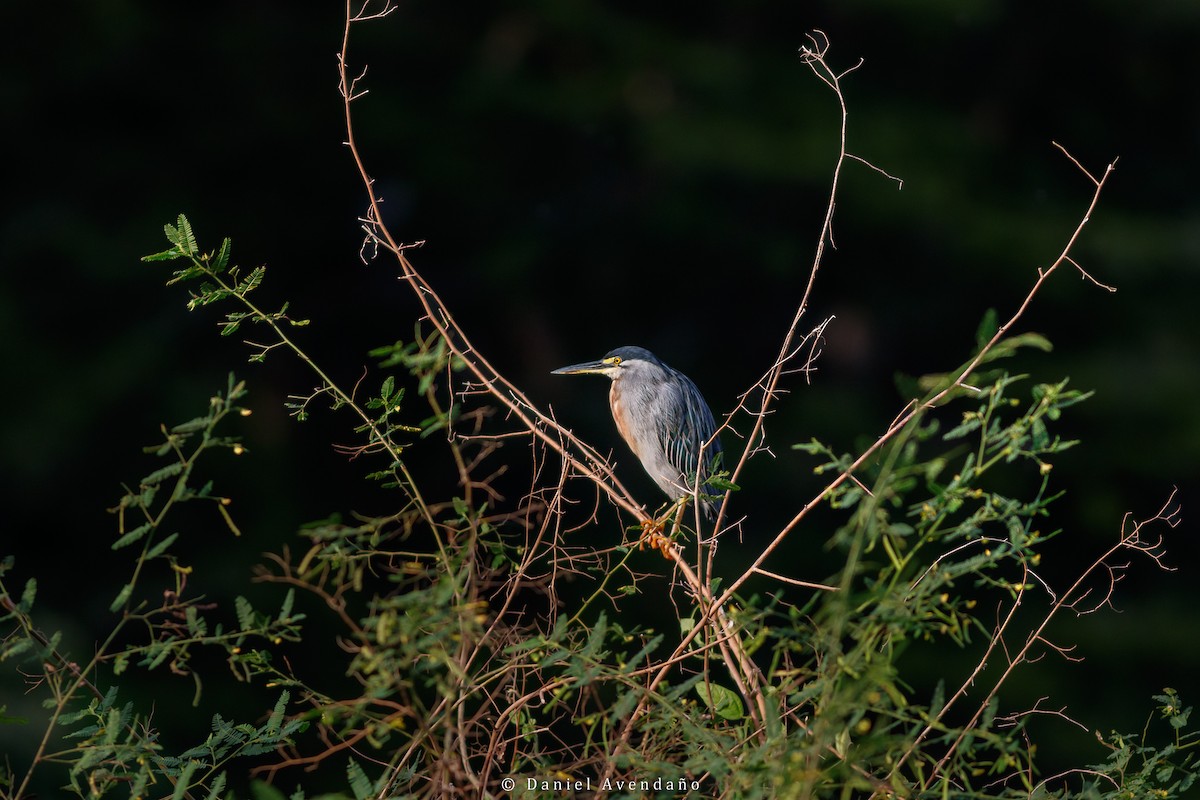 Striated Heron - ML530166851