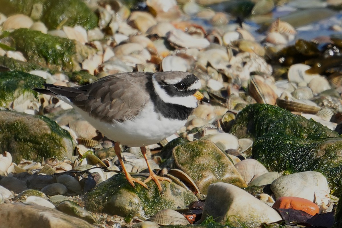 Common Ringed Plover - ML530167021