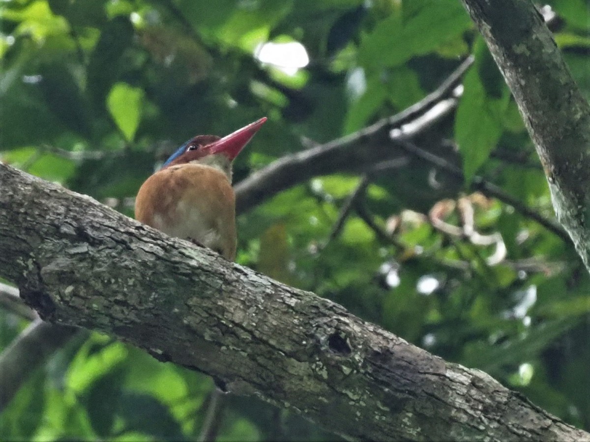 Banded Kingfisher - ML530168131