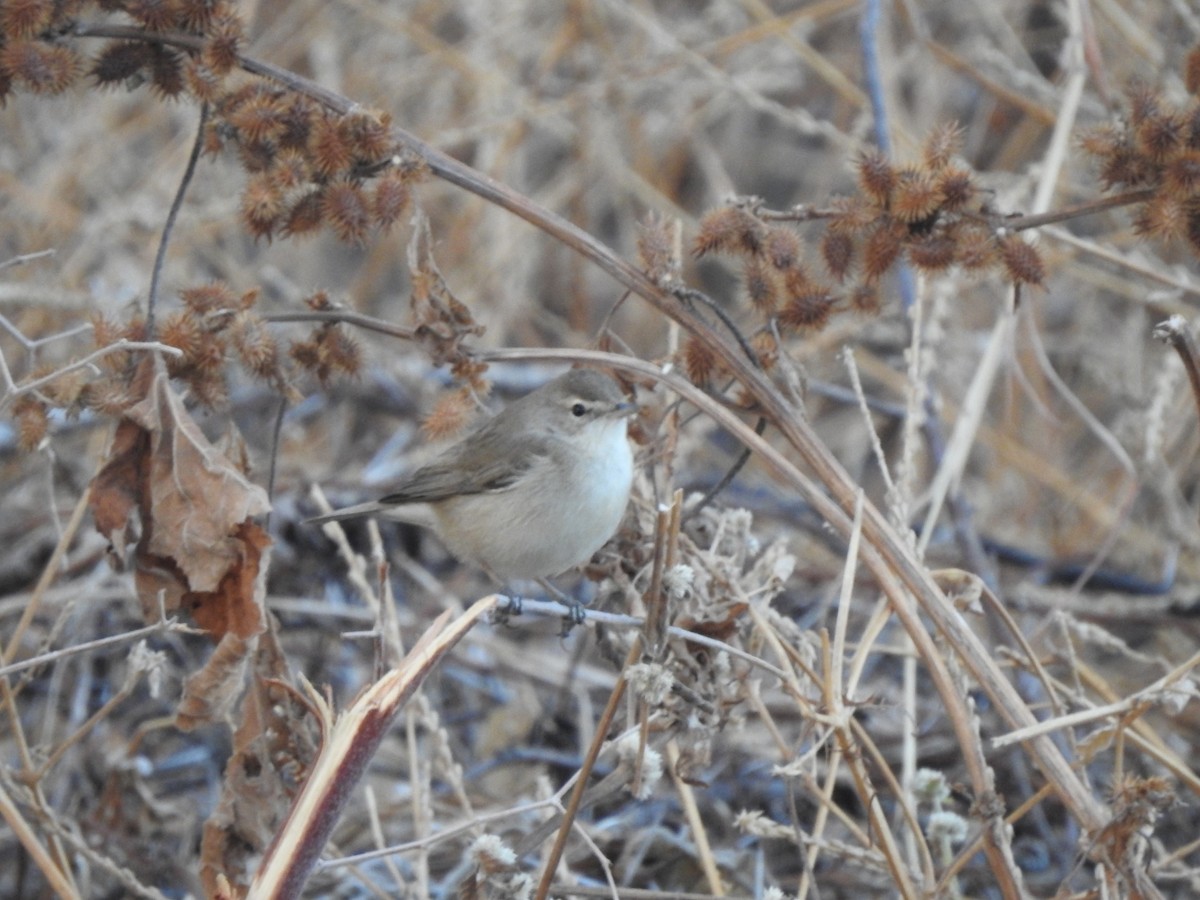 Booted Warbler - ML530168151