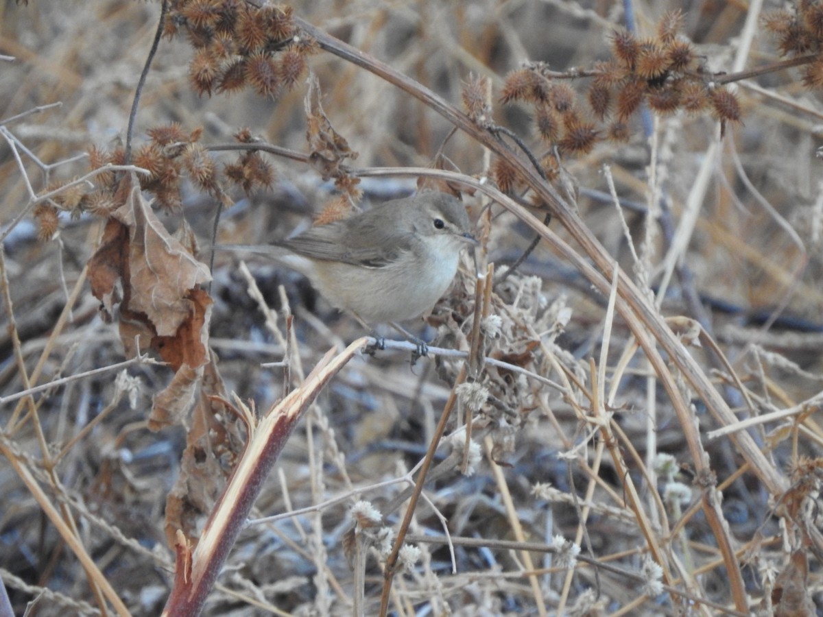 Booted Warbler - ML530168201