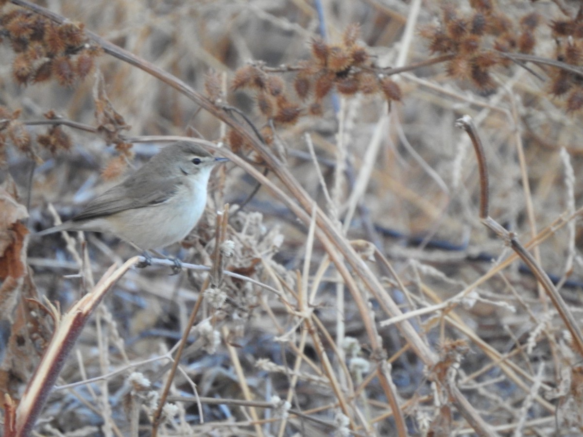 Booted Warbler - ML530168251