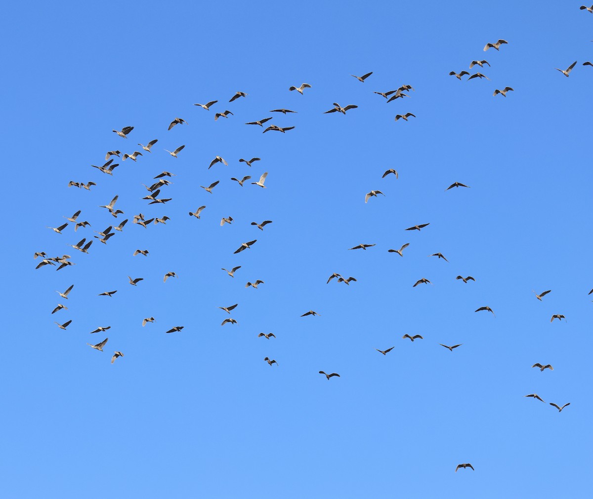 Black-crowned Night Heron - ML530168581