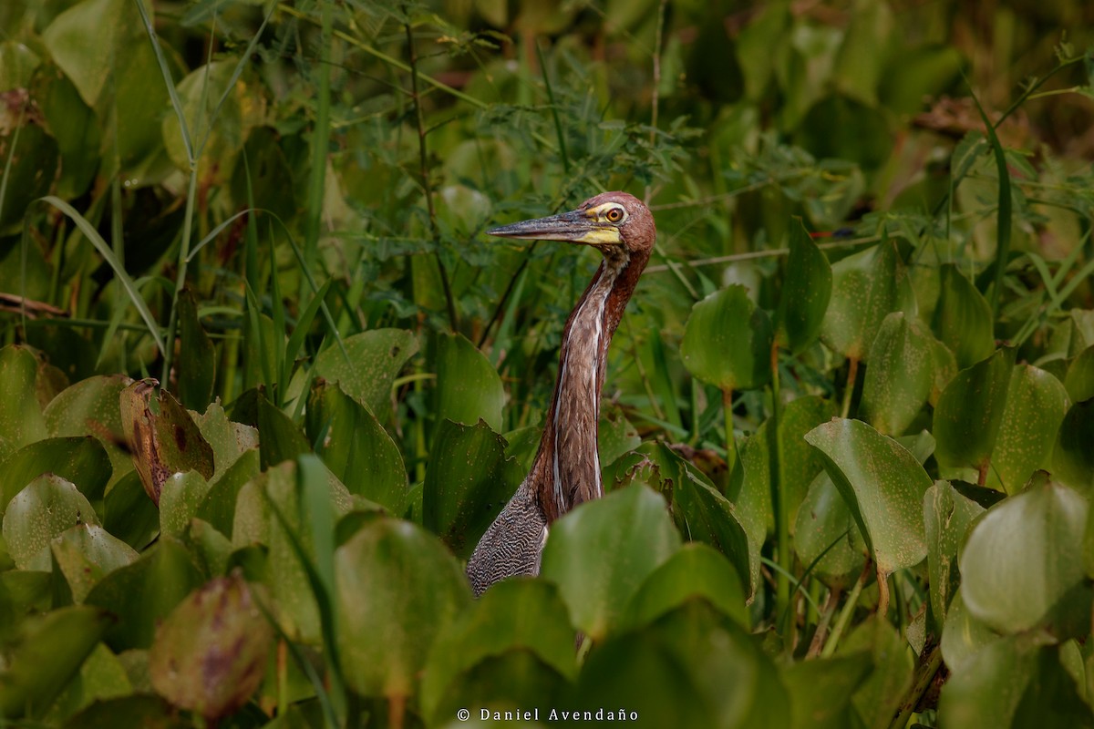 Rufescent Tiger-Heron - ML530169111
