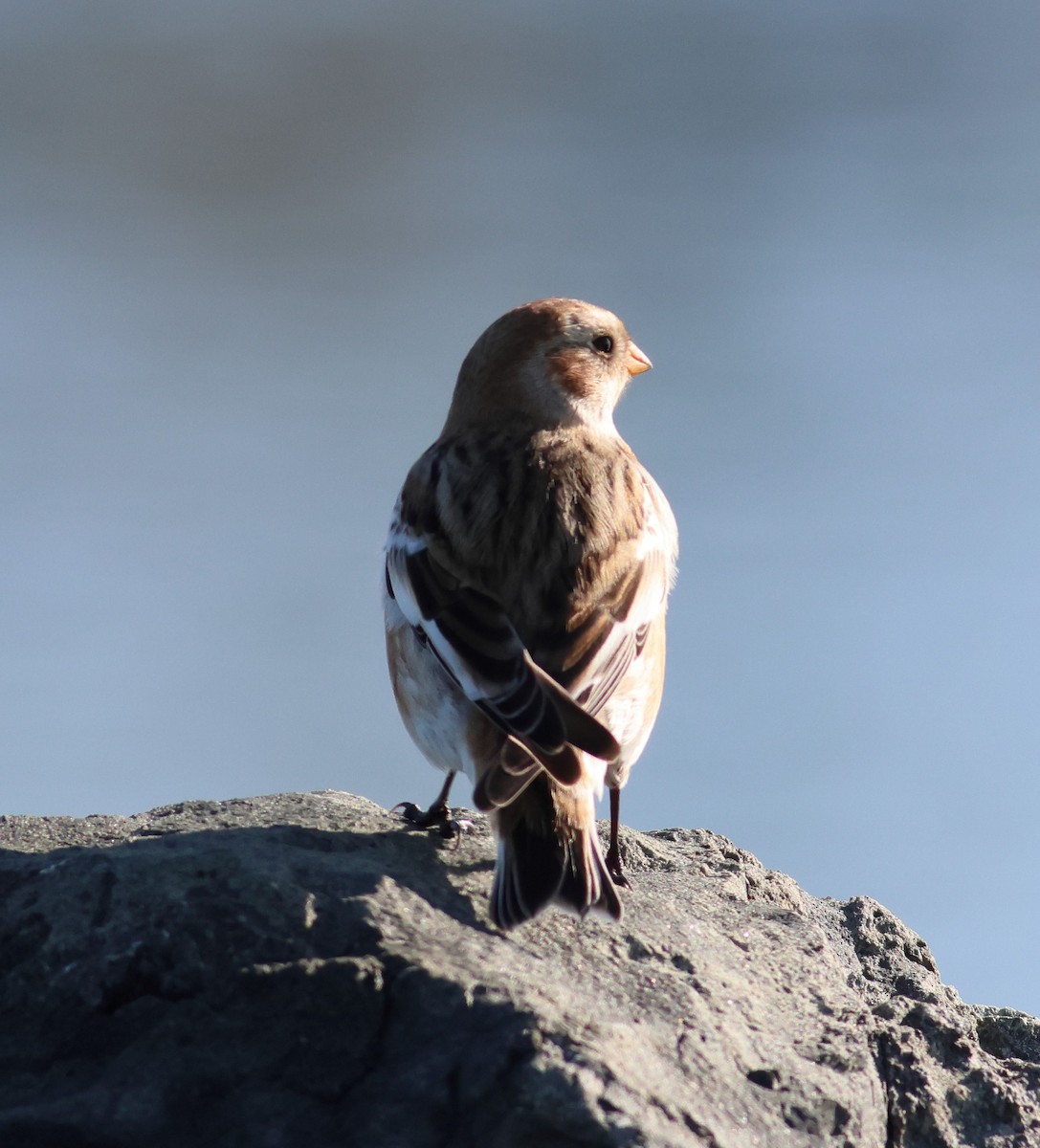 Snow Bunting - ML530169181