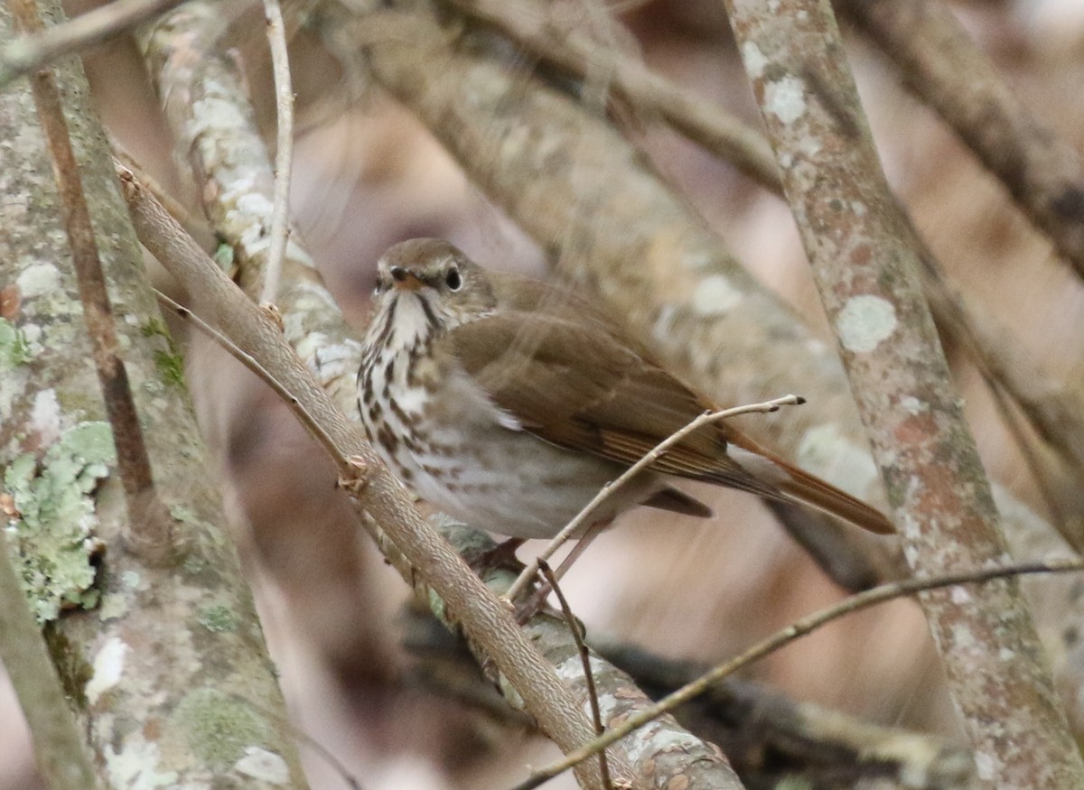 Hermit Thrush - ML530170841