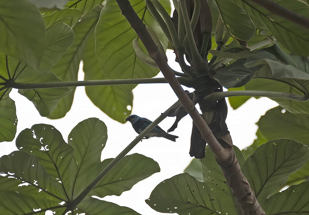 Masked Tanager - ML530171571