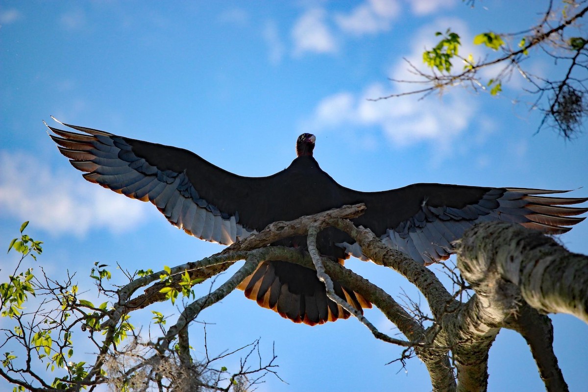 Turkey Vulture - ML530171861