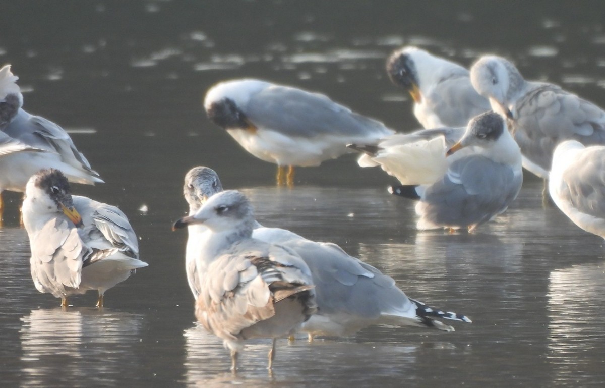 Pallas's Gull - ML530171951