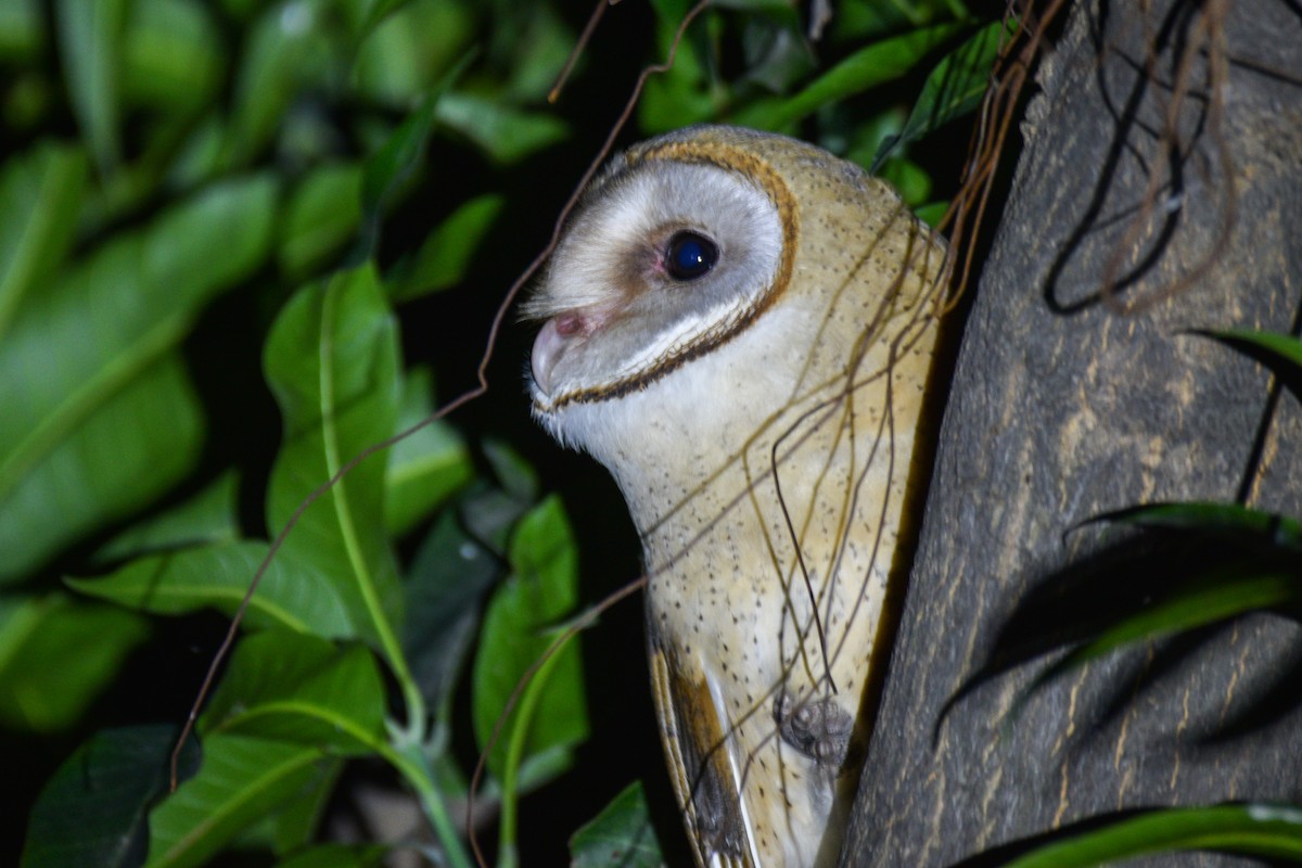 Eastern Barn Owl - ML530175171