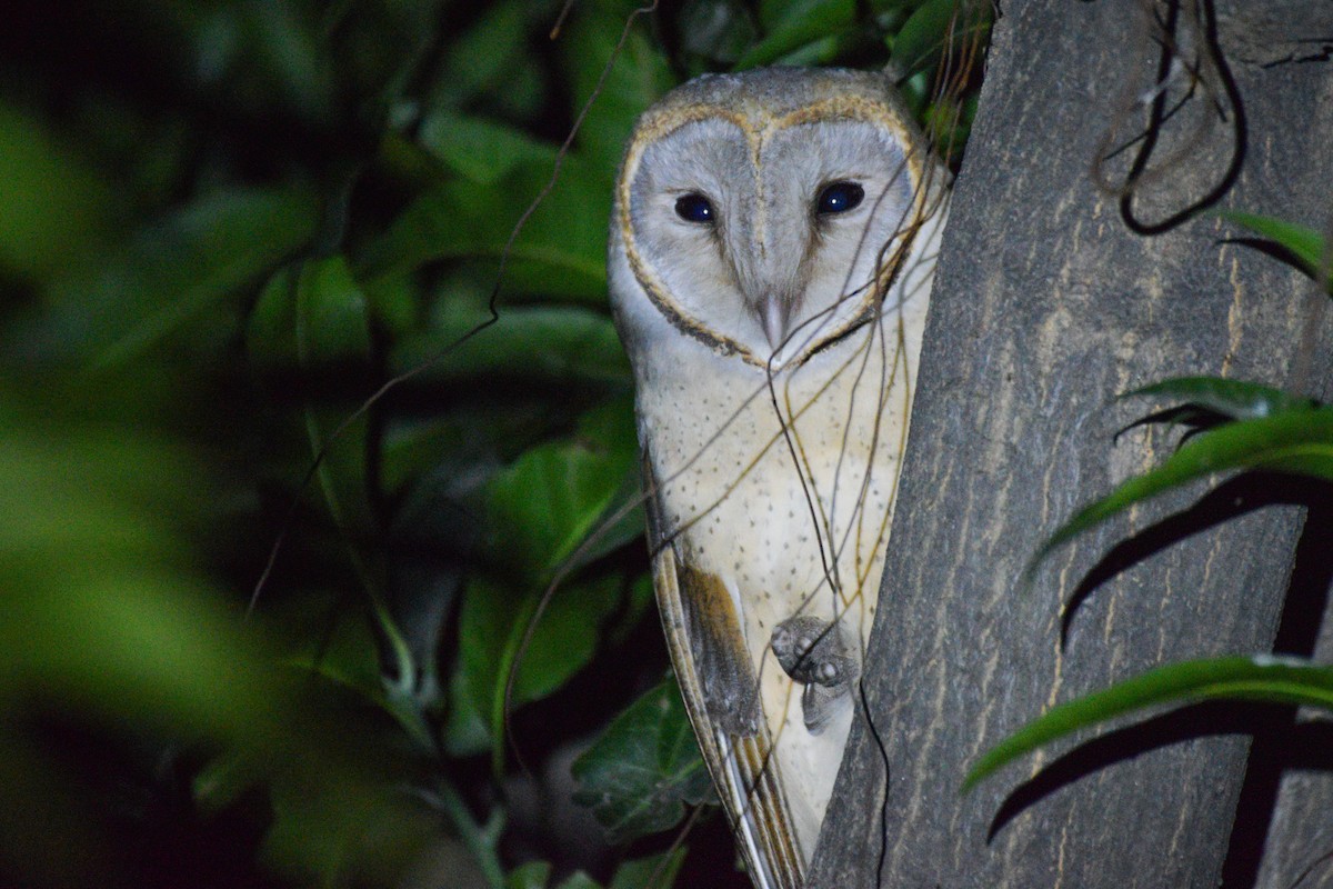 Eastern Barn Owl - ML530175181