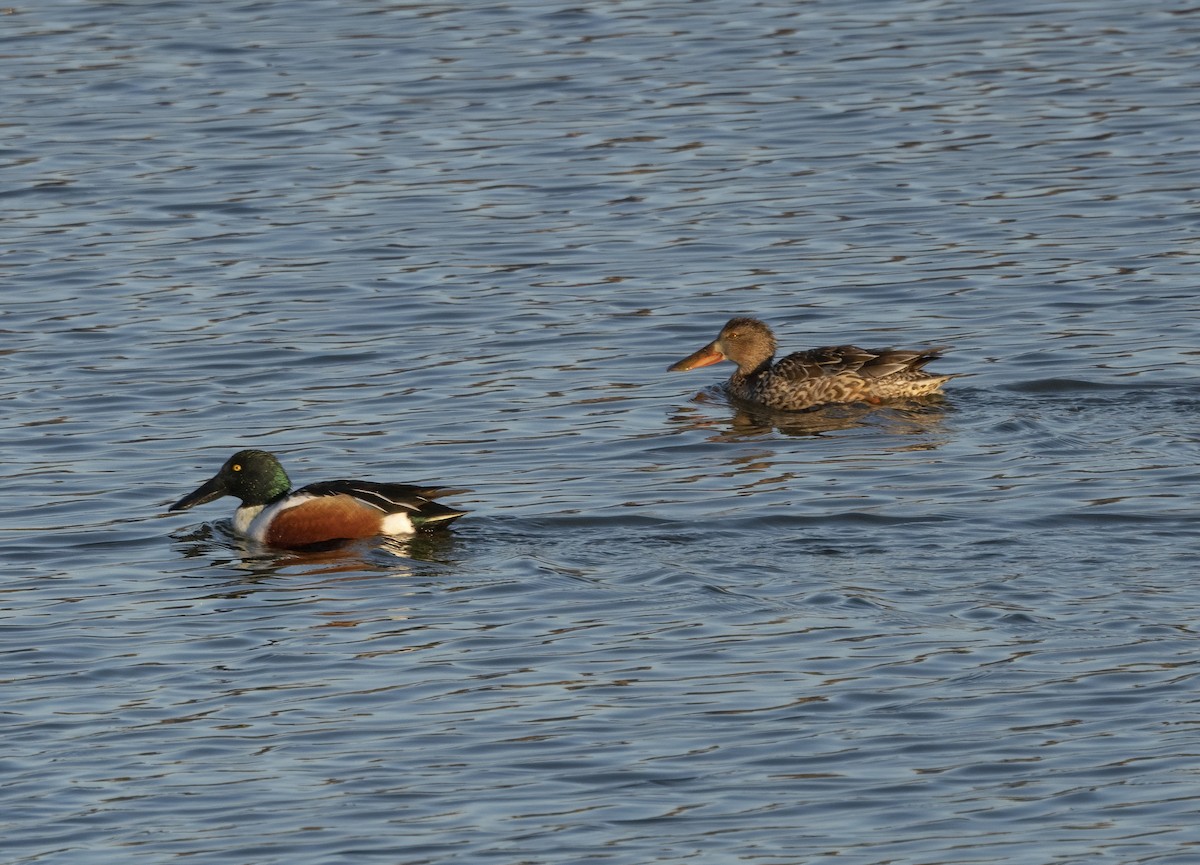 Northern Shoveler - ML530175461