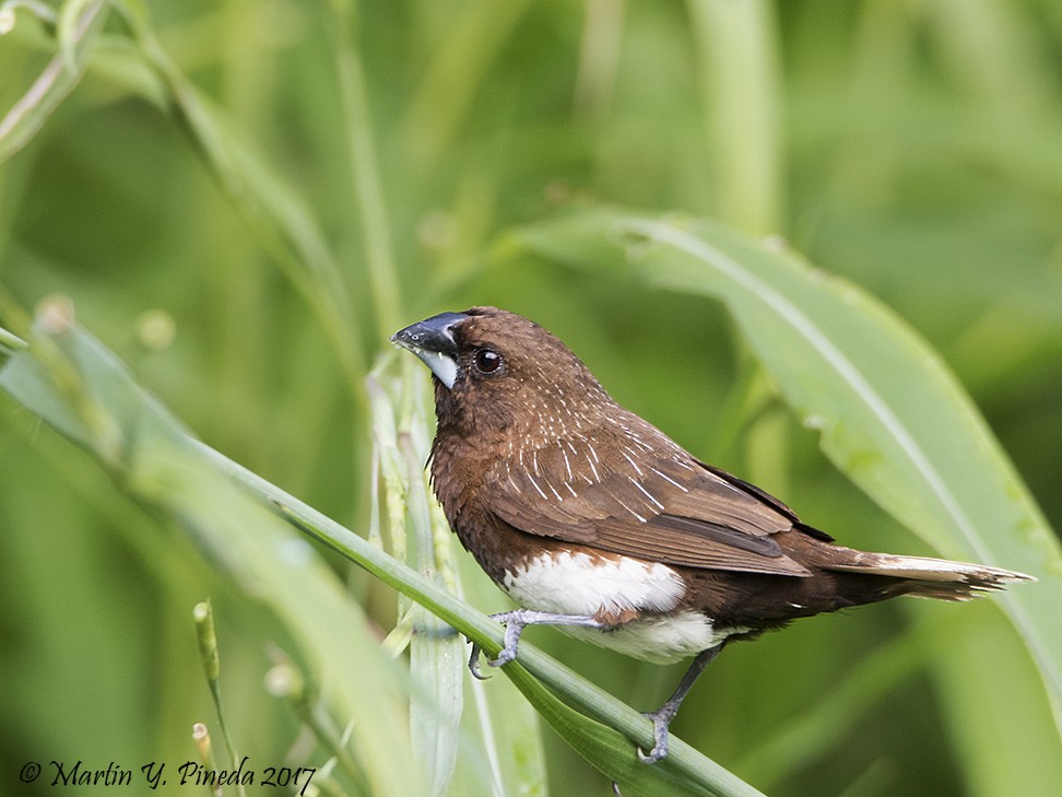 White-bellied Munia - ML53017601