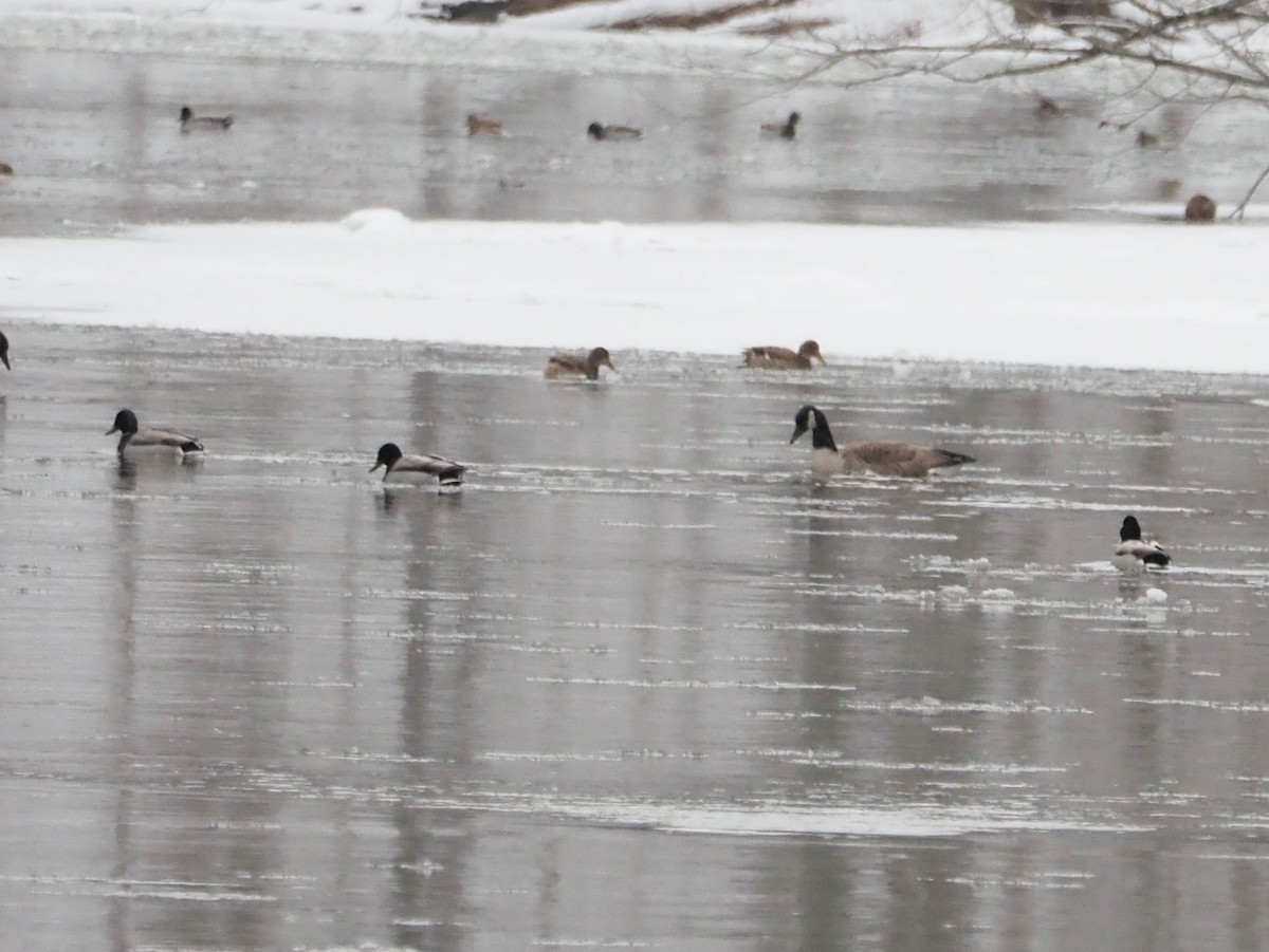 Mallard - ML530176851