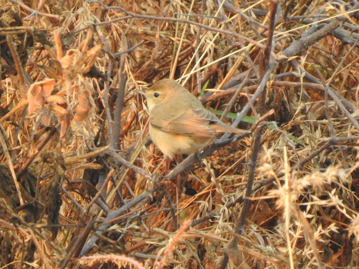 Booted Warbler - ML530178411
