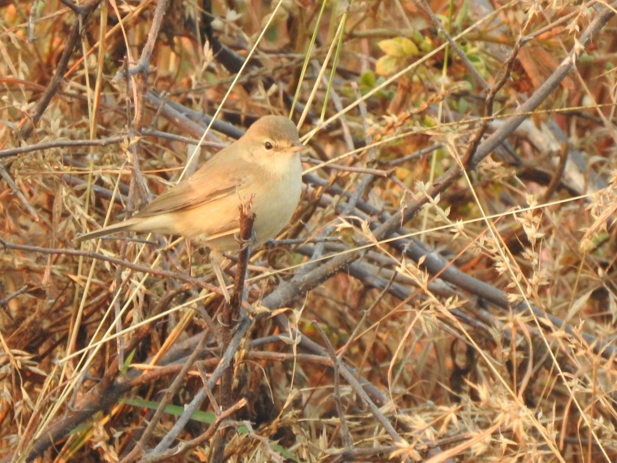Booted Warbler - ML530178471