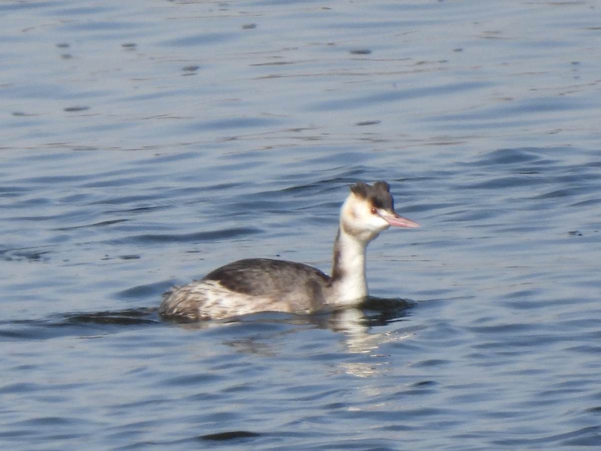 Great Crested Grebe - ML530178601