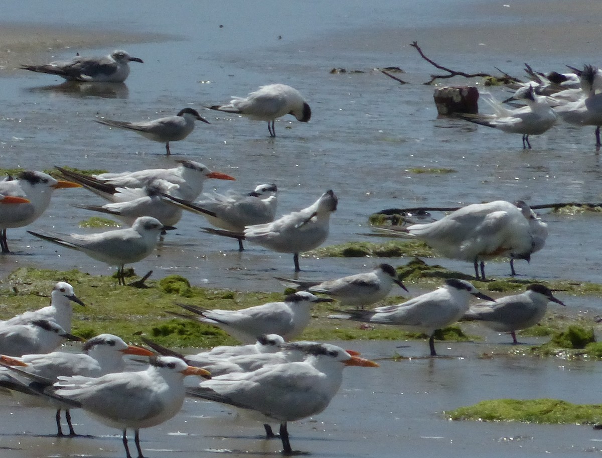 Common Tern - ML530178671