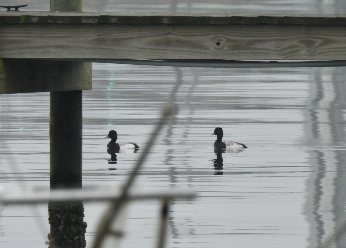 Lesser Scaup - ML530178691