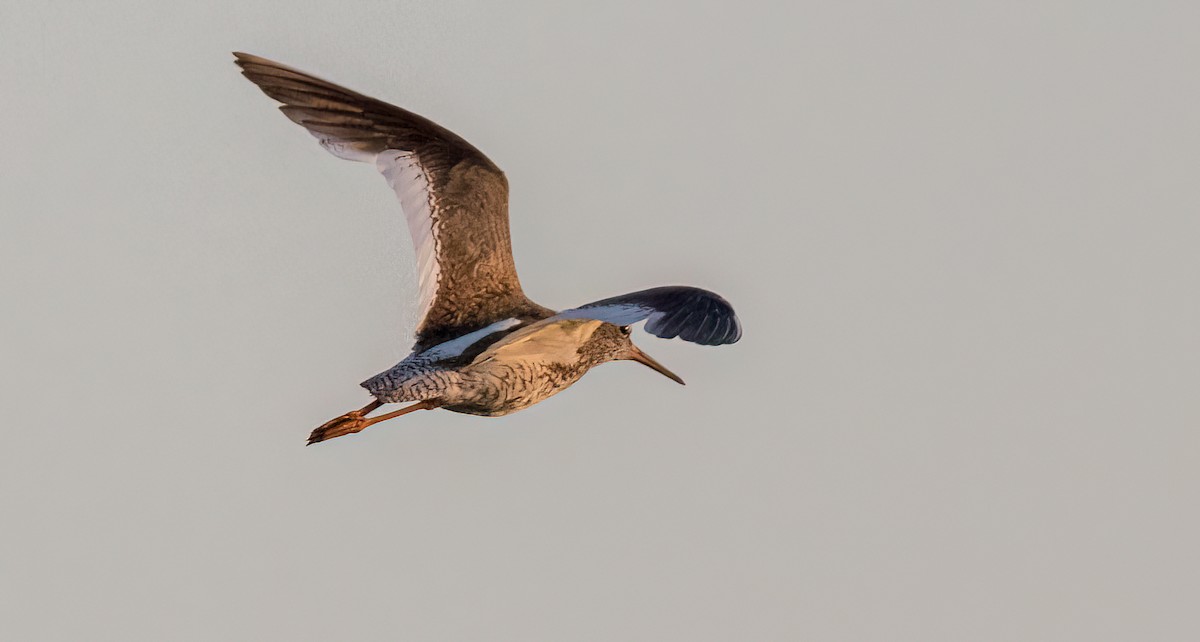 Common Redshank - ML530178781