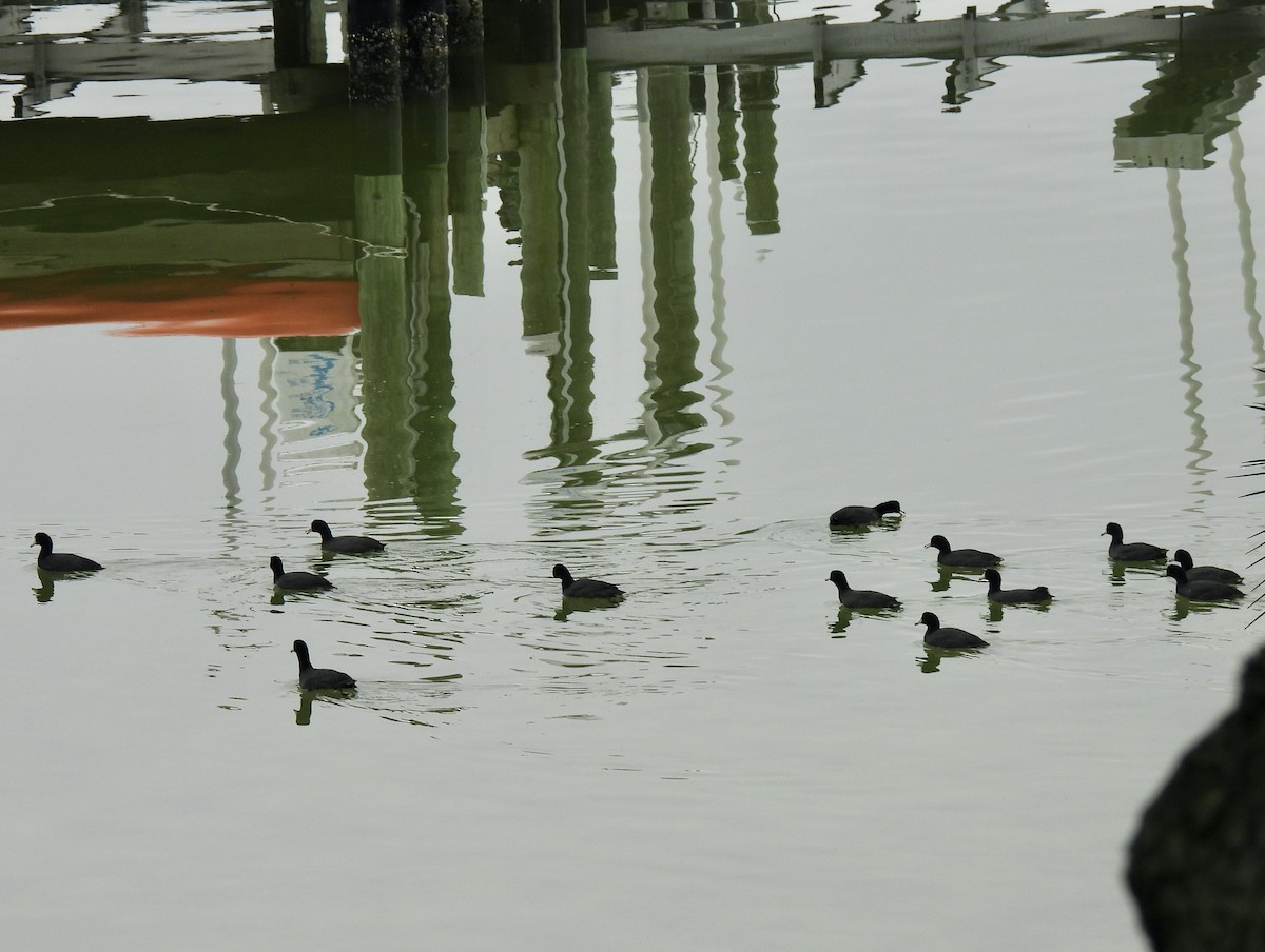 American Coot - Carol Porch