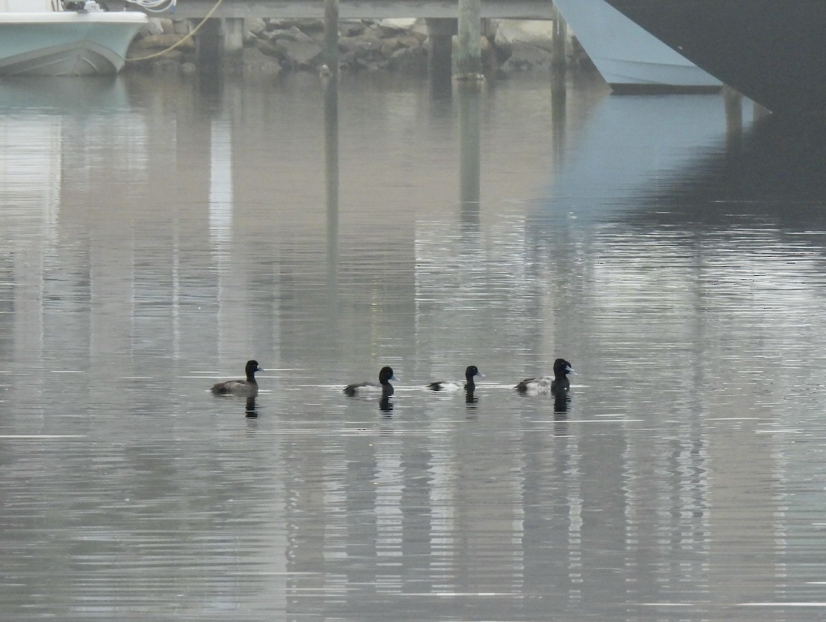 Lesser Scaup - ML530179591