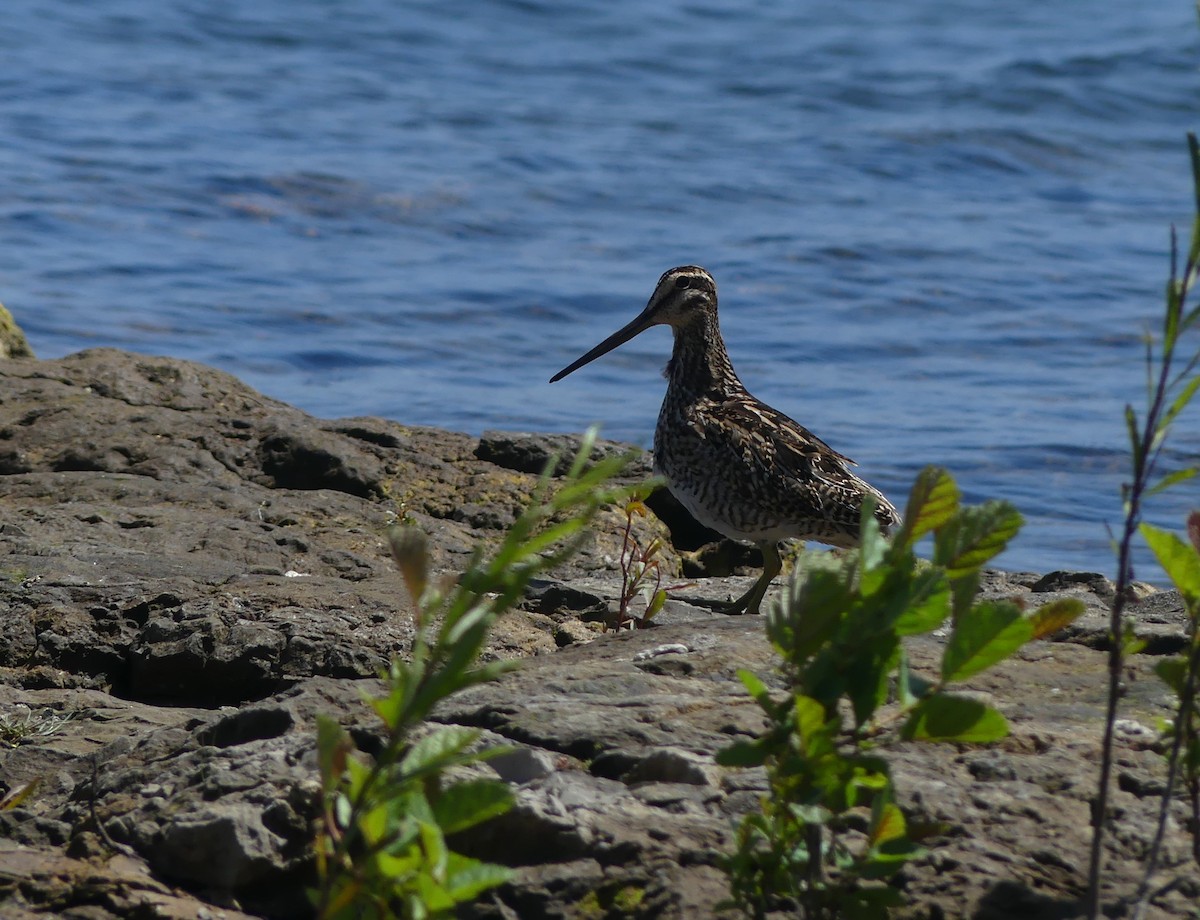 Magellanic Snipe - ML530179841