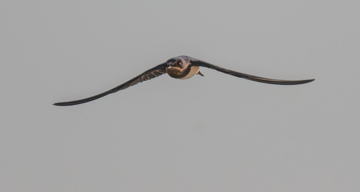 Barn Swallow - Francisco Pires