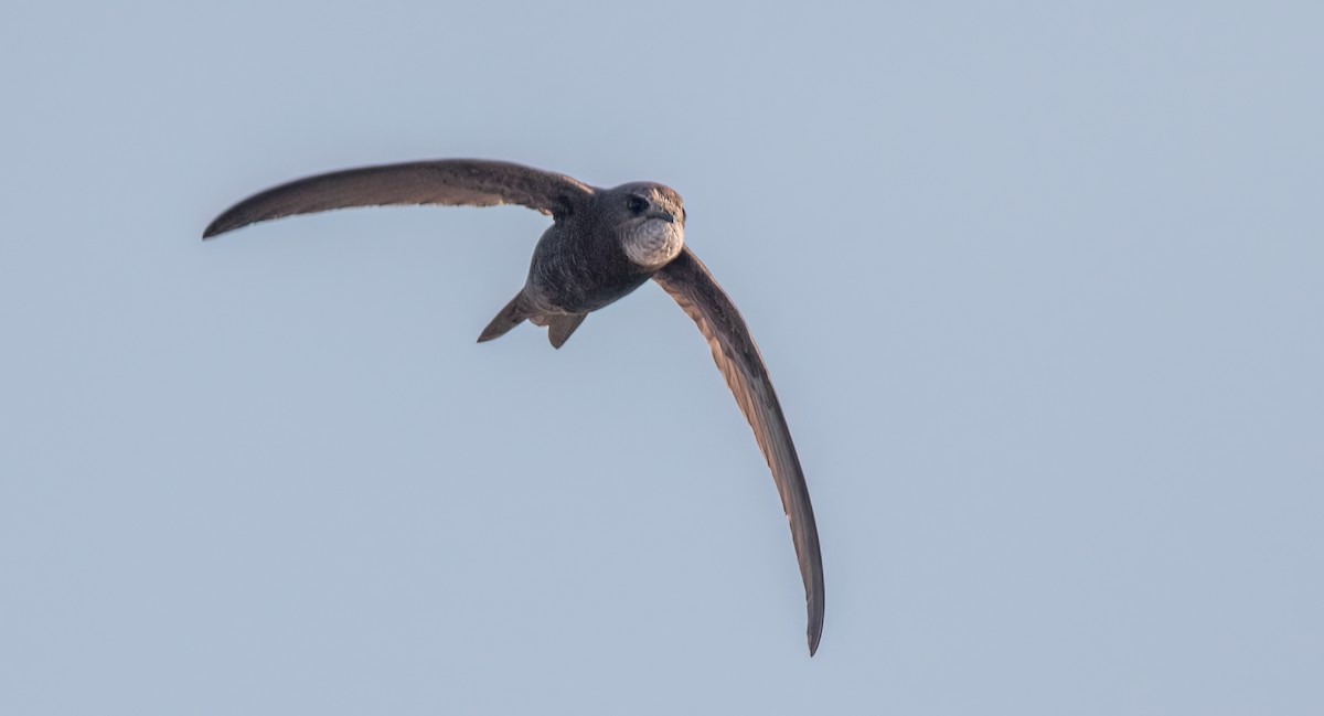 Pallid Swift - ML530180651