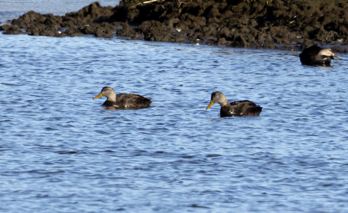 American Black Duck - ML530183791