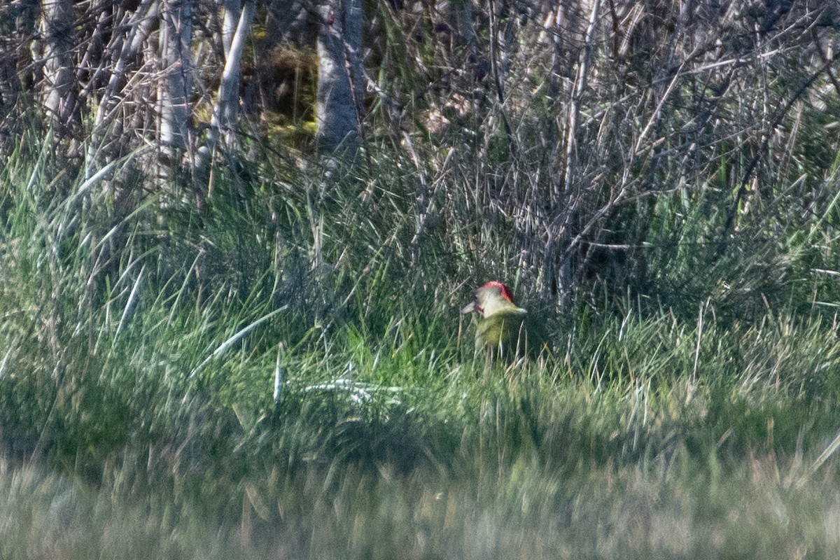 Iberian Green Woodpecker - ML530183831