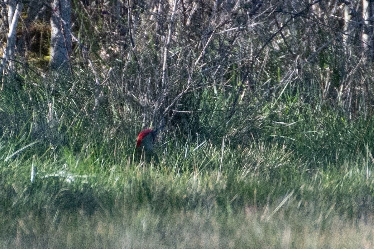 Iberian Green Woodpecker - ML530183841